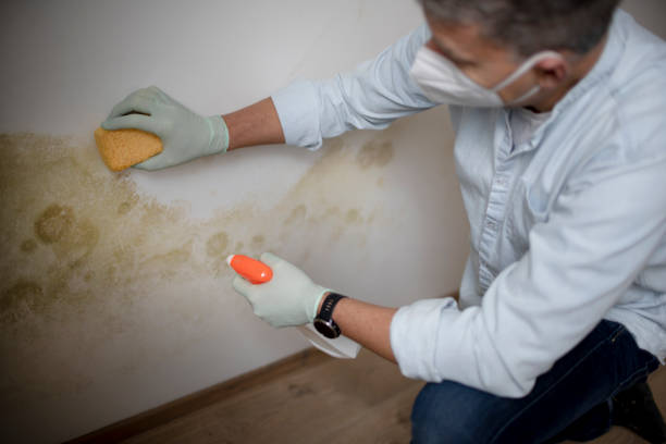 Best Mold removal after water damage  in New Fairview, TX